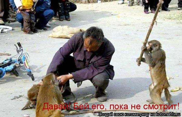 Котоматрица: Давай! Бей его, пока не смотрит!