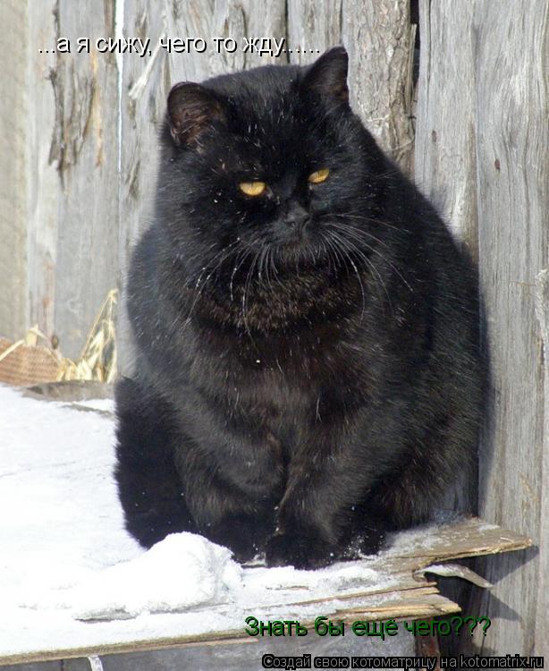 Котоматрица: ...а я сижу, чего то жду...... Знать бы ещё чего???
