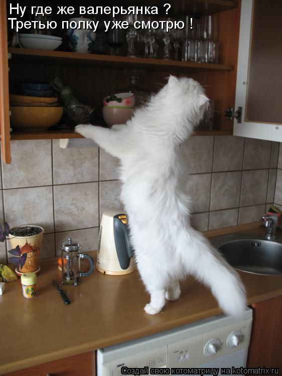 Котоматрица: Ну где же валерьянка ? Третью полку уже смотрю !