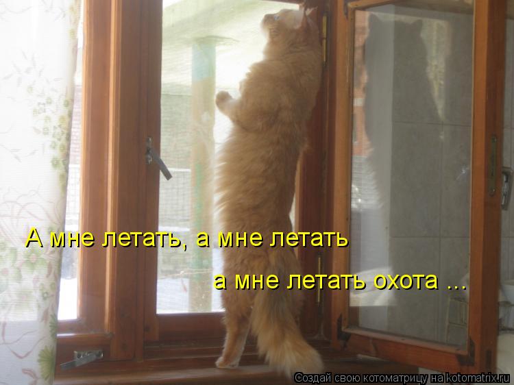 Котоматрица: А мне летать, а мне летать а мне летать охота ...