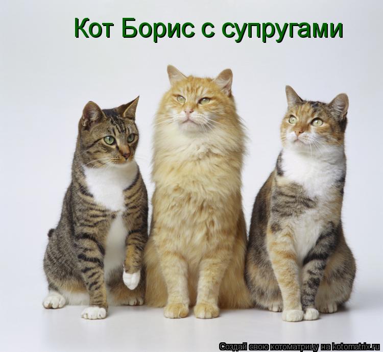 Котоматрица: Кот Борис с супругами