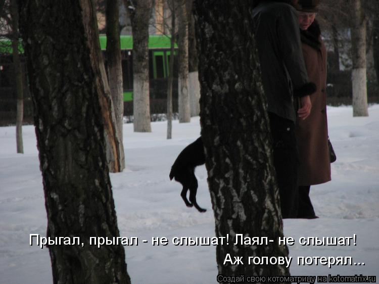 Прыгал, прыгал - не слышат! Лаял- не слышат! Аж голову потерял...... Котоматрица: Прыгал, прыгал - не слышат! Лаял- не слышат! Аж голову потерял...