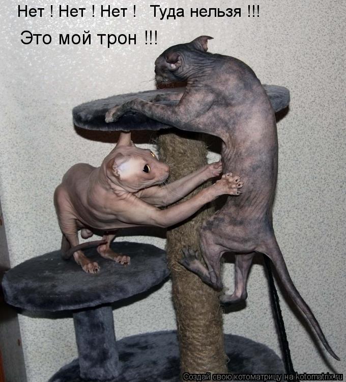 Нет ! Нет ! Нет ! Туда нельзя !!! Это мой трон !!!... Котоматрица: Нет ! Нет ! Нет ! Туда нельзя !!! Это мой трон !!!