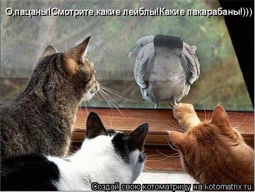 О,пацаны!Смотрите,какие лейблы!Какие пакарабаны!)))... Котоматрица: О,пацаны!Смотрите,какие лейблы!Какие пакарабаны!)))