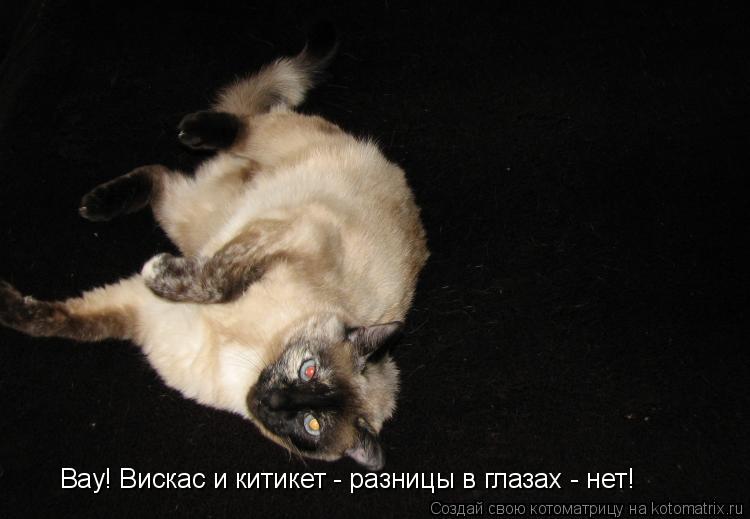 Вау! Вискас и китикет - разницы в глазах - нет!... Котоматрица: Вау! Вискас и китикет - разницы в глазах - нет!