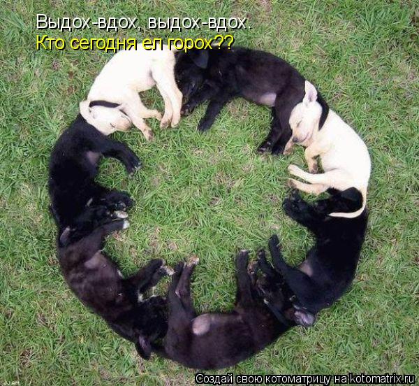 Выдох-вдох, выдох-вдох. Кто сегодня ел горох??... Котоматрица: Выдох-вдох, выдох-вдох. Кто сегодня ел горох??