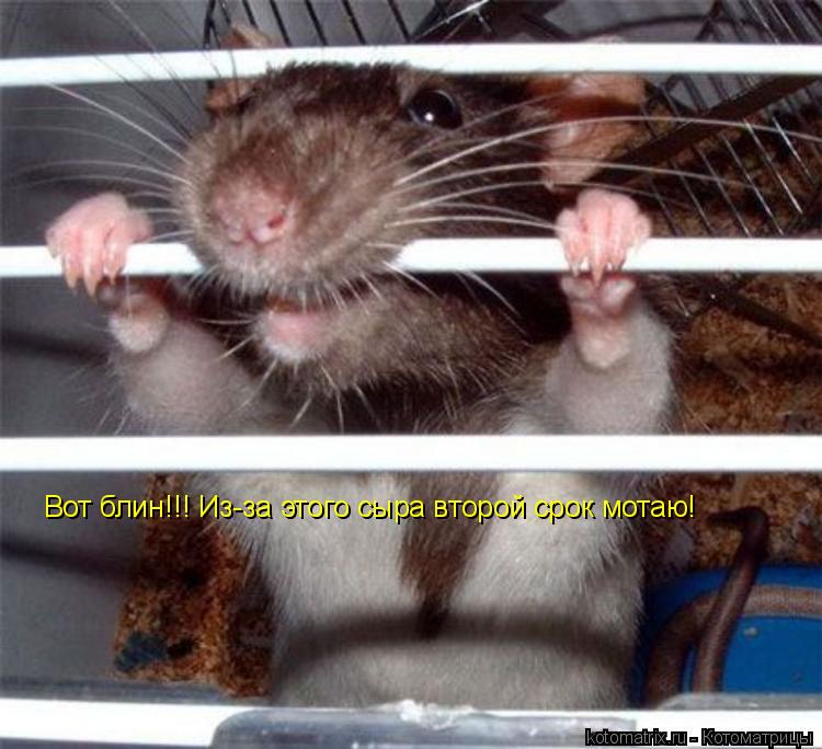 Вот блин!!! Из-за этого сыра второй срок мотаю!... Котоматрица: Вот блин!!! Из-за этого сыра второй срок мотаю!