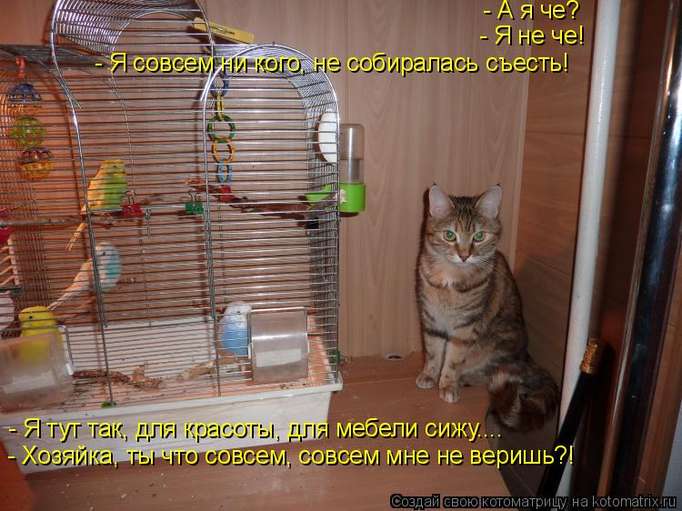 - А я че? - Я не че! - Я совсем ни кого, не собиралась съесть! - Я тут так, для красоты, для мебели с... Котоматрица: - А я че? - Я не че! - Я совсем ни кого, не собиралась съесть! - Я тут так, для красоты, для мебели сижу.... - Хозяйка, ты что совсем, совсем мне не в