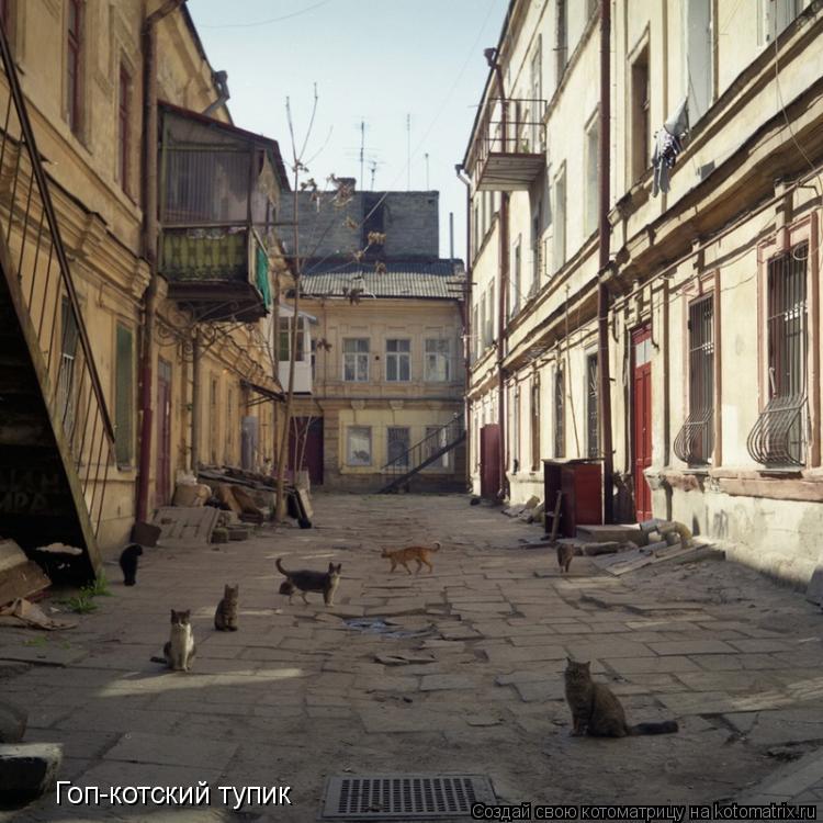 Гоп-котский тупик... Котоматрица: Гоп-котский тупик