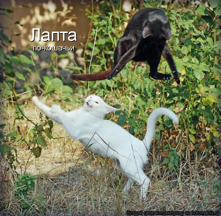Лапта по-кошачьи... Котоматрица: Лапта по-кошачьи