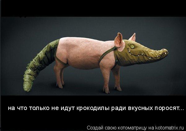 на что только не идут крокодилы ради вкусных поросят...... Котоматрица: на что только не идут крокодилы ради вкусных поросят...