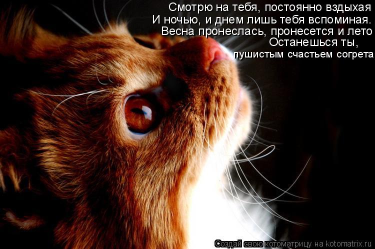 Смотрю на тебя, постоянно вздыхая И ночью, и днем лишь тебя вспоминая. Весна пронеслась, пронесется и... Котоматрица: Смотрю на тебя, постоянно вздыхая И ночью, и днем лишь тебя вспоминая. Весна пронеслась, пронесется и лето Останешься ты, пушистым счастьем
