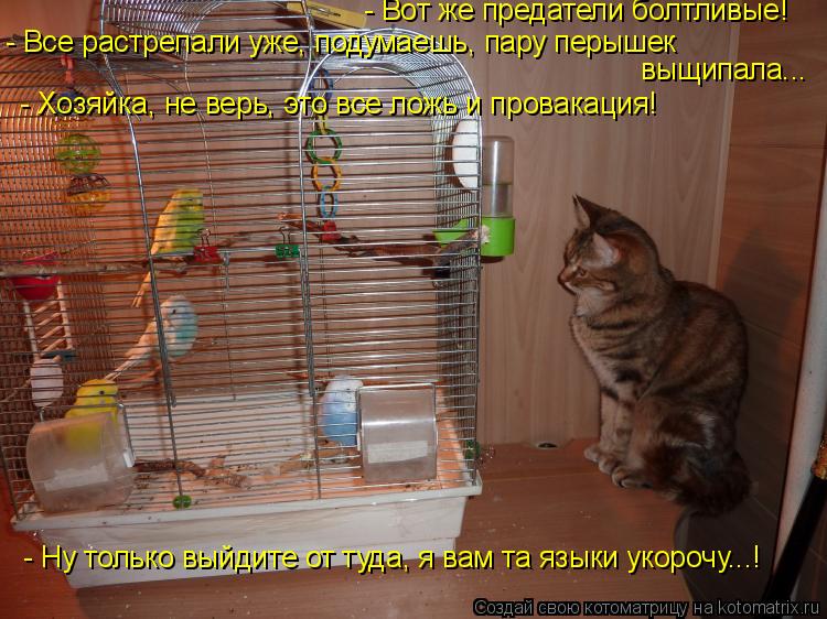 - Вот же предатели болтливые! - Все растрепали уже, подумаешь, пару перышек выщипала... - Хозяйка, не... Котоматрица: - Вот же предатели болтливые! - Все растрепали уже, подумаешь, пару перышек выщипала... - Хозяйка, не верь, это все ложь и провакация! - Ну только