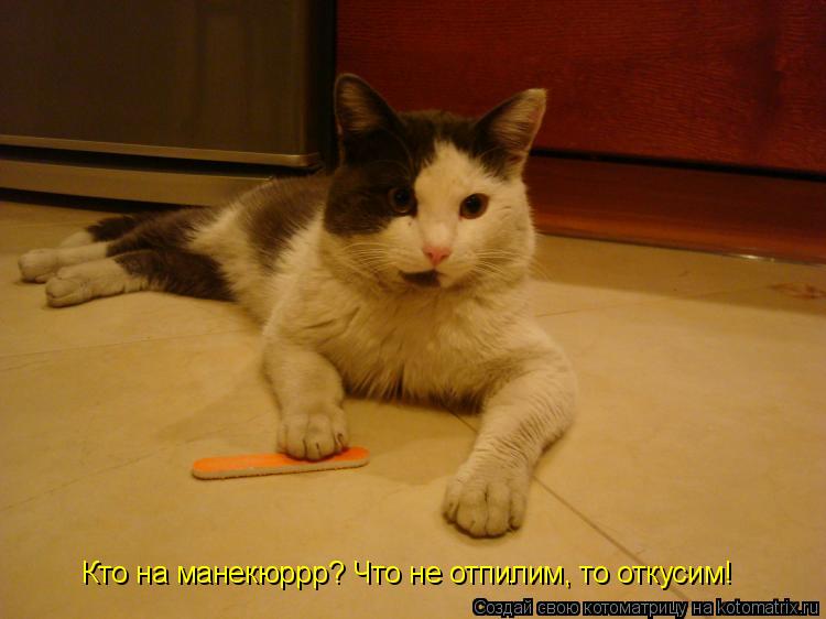 Кто на манекюррр? Что не отпилим, то откусим!... Котоматрица: Кто на манекюррр? Что не отпилим, то откусим!