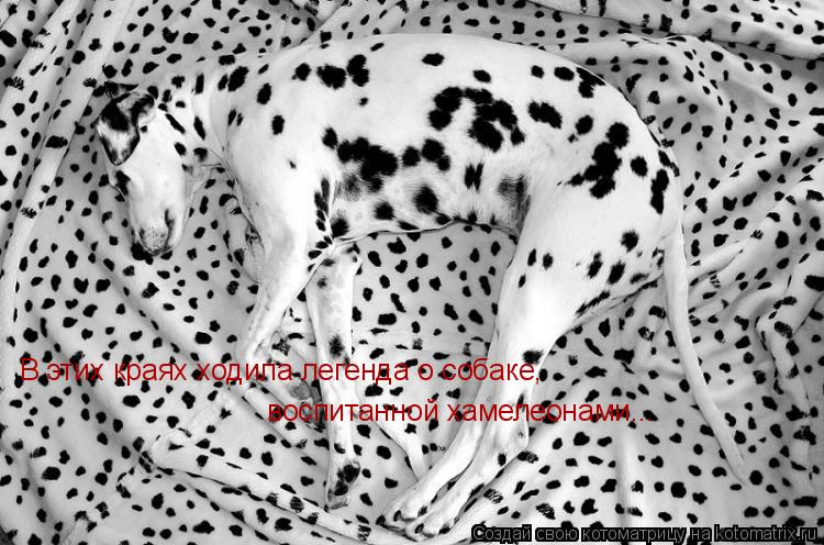 В этих краях ходила легенда о собаке, воспитанной хамелеонами...... Котоматрица: В этих краях ходила легенда о собаке, воспитанной хамелеонами...