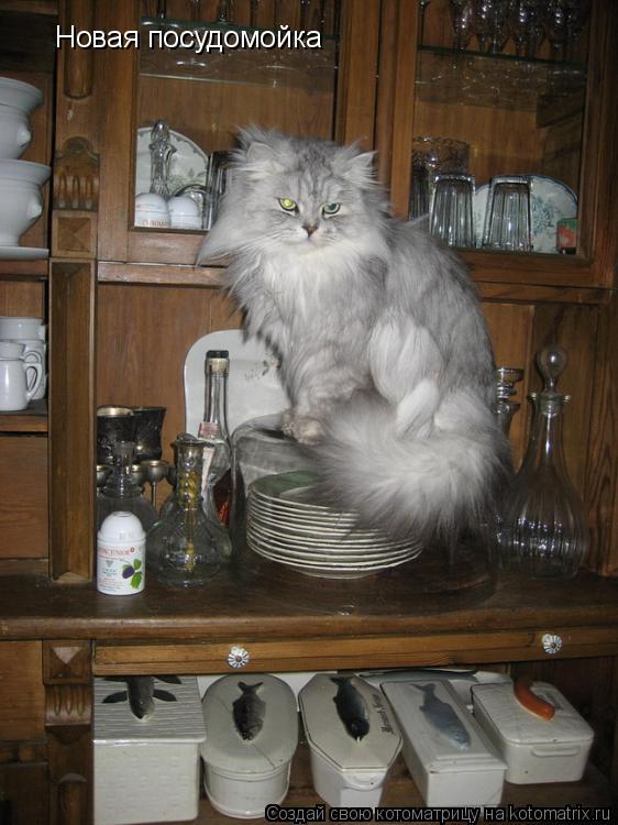 Новая посудомойка... Котоматрица: Новая посудомойка
