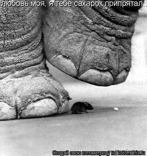 любовь моя, я тебе сахарок припрятал...... Котоматрица: любовь моя, я тебе сахарок припрятал...
