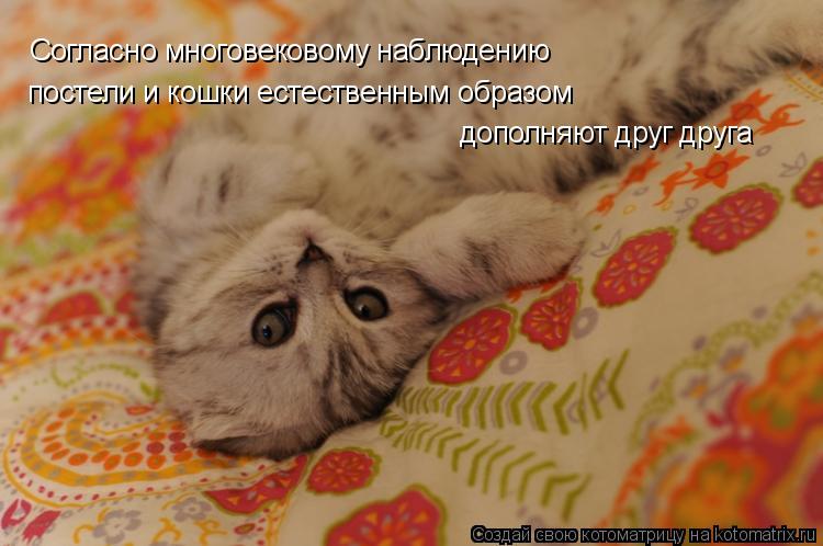Котоматрица: Согласно многовековому наблюдению постели и кошки естественным образом дополняют друг друга