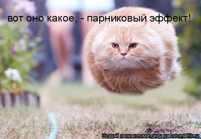 вот оно какое, - парниковый эффект!... Котоматрица: вот оно какое, - парниковый эффект!