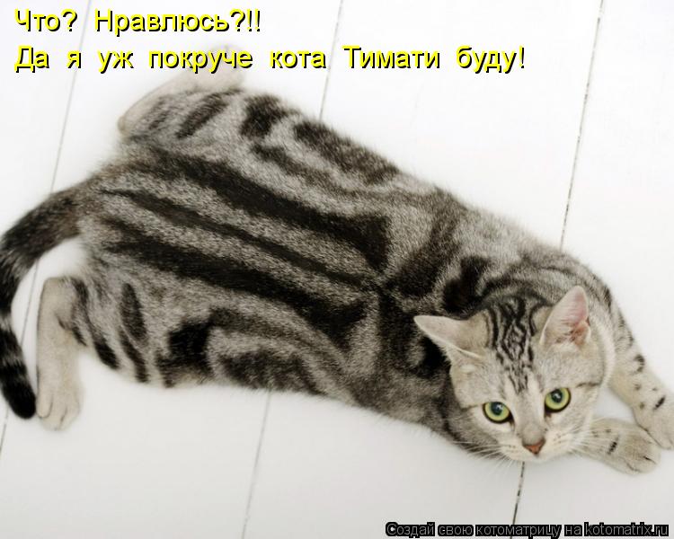 Что? Нравлюсь?!! Да я уж покруче кота Тимати буду!... Котоматрица: Что? Нравлюсь?!! Да я уж покруче кота Тимати буду!