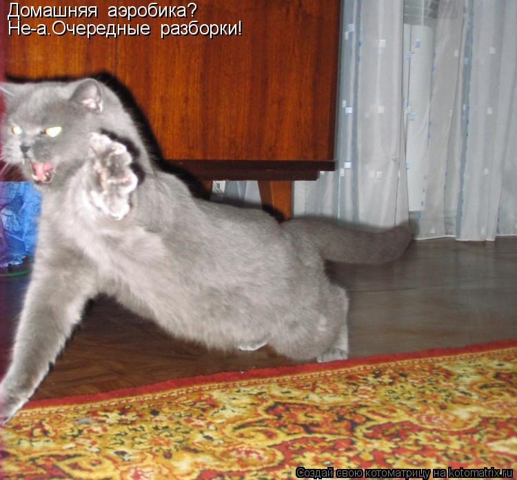 Домашняя аэробика? Не-а.Очередные разборки!... Котоматрица: Домашняя аэробика? Не-а.Очередные разборки!