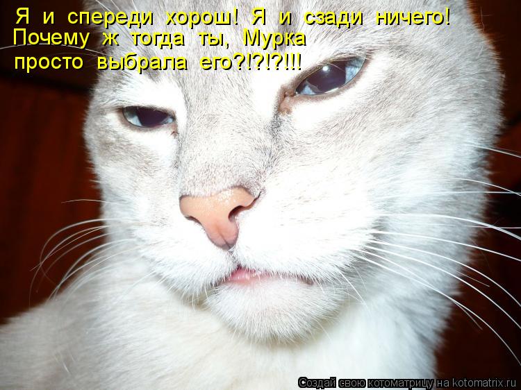 Я и спереди хорош! Я и сзади ничего! Почему ж тогда ты, Мурка просто выбрала его?!?!?!!!... Котоматрица: Я и спереди хорош! Я и сзади ничего! Почему ж тогда ты, Мурка просто выбрала его?!?!?!!!