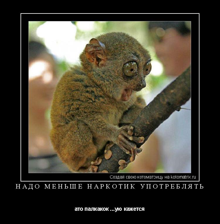 Надо меньше наркотик употреблять ато палкакок ...ую кажется... Котоматрица: Надо меньше наркотик употреблять ато палкакок ...ую кажется