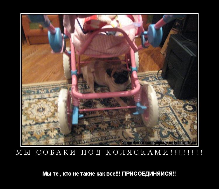 Мы собаки под колясками!!!!!!!! Мы те , кто не такие как все!!! ПРИСОЕДИНЯЙСЯ!!... Котоматрица: Мы собаки под колясками!!!!!!!! Мы те , кто не такие как все!!! ПРИСОЕДИНЯЙСЯ!!