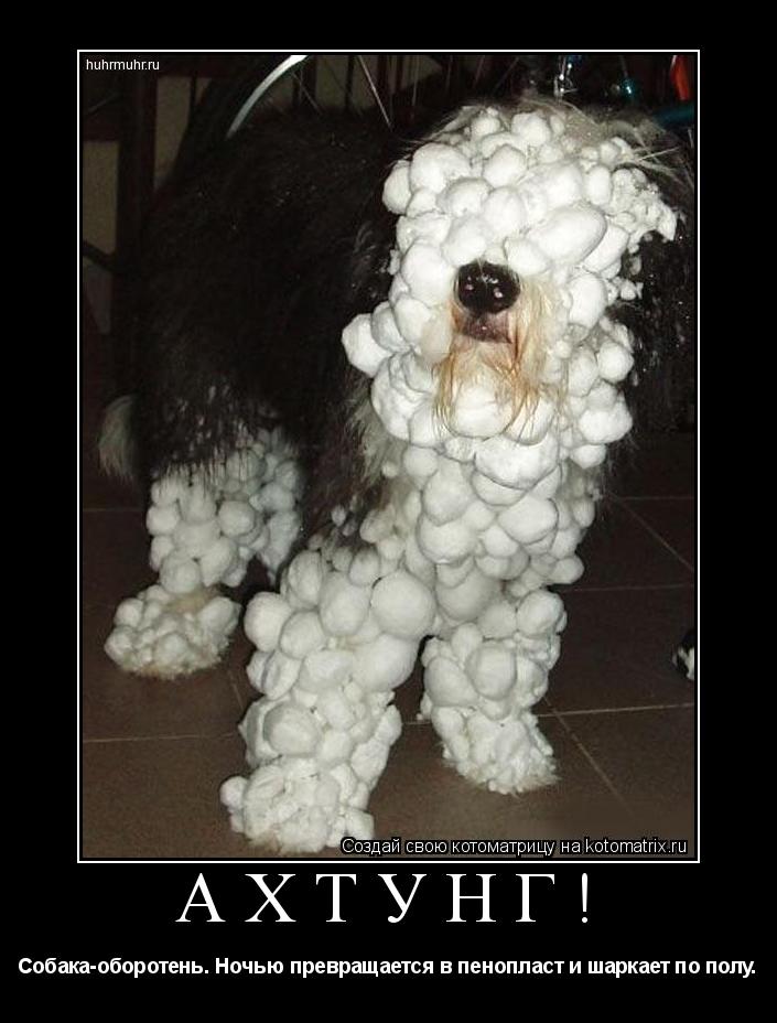 Ахтунг! Собака-оборотень. Ночью превращается в пенопласт и шаркает по полу.... Котоматрица: Ахтунг! Собака-оборотень. Ночью превращается в пенопласт и шаркает по полу.