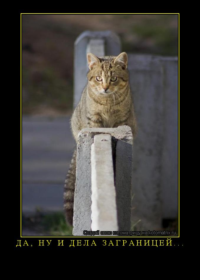 Котоматрица: Да, ну и дела заграницей...  