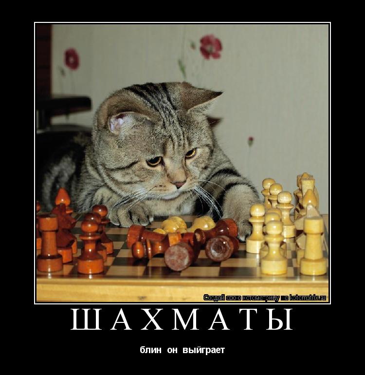 Котоматрица: шахматы блин  он  выйграет