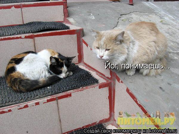 Йог, понимаешь...... Котоматрица: Йог, понимаешь...