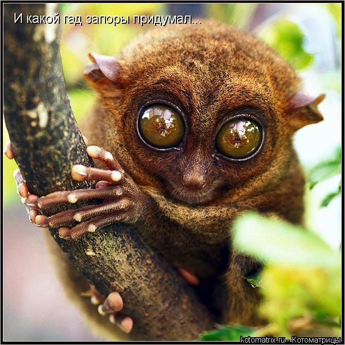 Котоматрица: И какой гад запоры придумал...