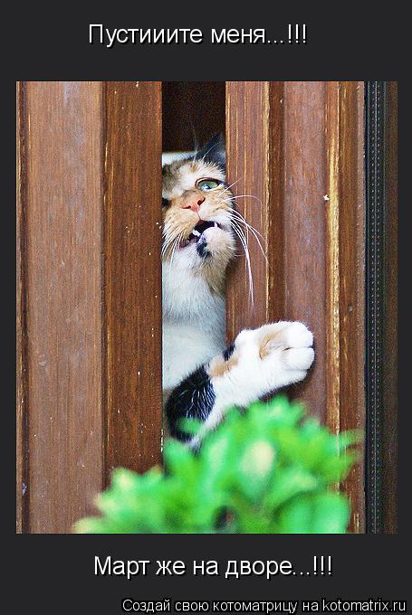Пустииите меня...!!! Март же на дворе...!!!... Котоматрица: Пустииите меня...!!! Март же на дворе...!!!