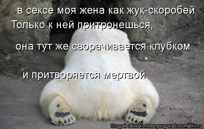 в сексе моя жена как жук-скоробей Только к ней притронешься, она тут же сворачивается клубком и пр... Котоматрица: в сексе моя жена как жук-скоробей Только к ней притронешься, она тут же сворачивается клубком и притворяется мертвой