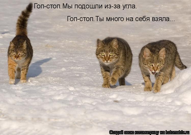 Котоматрица: Гоп-стоп.Мы подошли из-за угла. Гоп-стоп.Ты много на себя взяла...