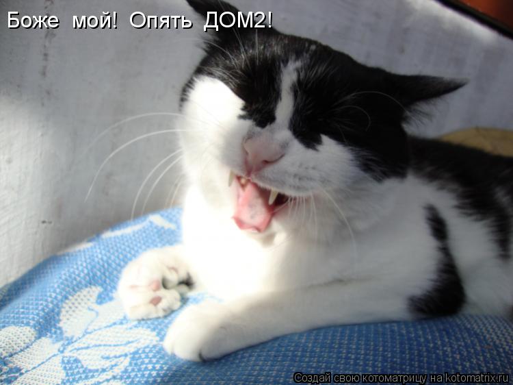 Боже мой! Опять ДОМ2!... Котоматрица: Боже мой! Опять ДОМ2!