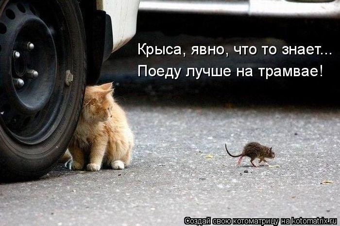 Котоматрица: Крыса, явно, что то знает... Поеду лучше на трамвае!