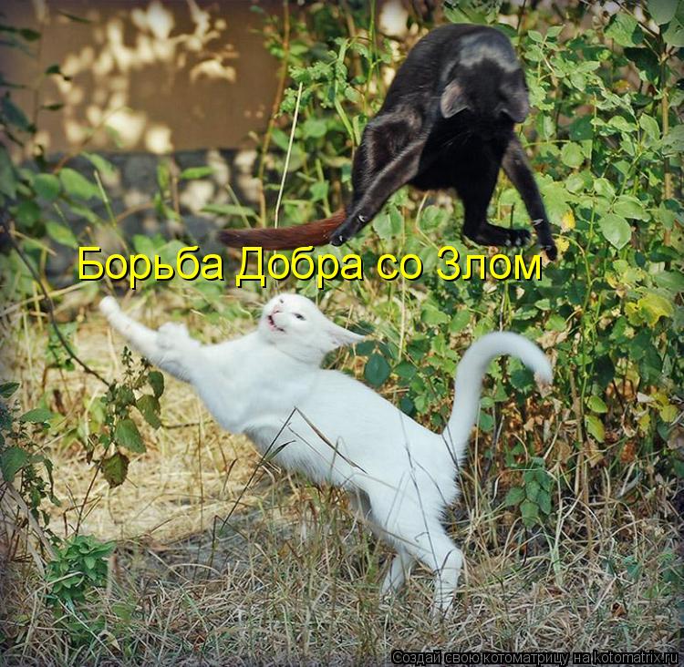 Борьба Добра со Злом... Котоматрица: Борьба Добра со Злом