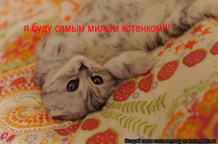 я буду самым милым котенком!!!... Котоматрица: я буду самым милым котенком!!!