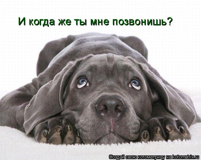 И когда же ты мне позвонишь?... Котоматрица: И когда же ты мне позвонишь?