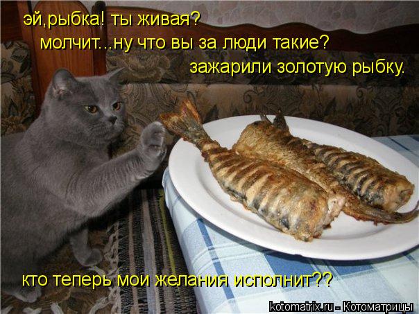 эй,рыбка! ты живая? молчит...ну что вы за люди такие? зажарили золотую рыбку. кто теперь мои желания... Котоматрица: эй,рыбка! ты живая? молчит...ну что вы за люди такие? зажарили золотую рыбку. кто теперь мои желания исполнит??