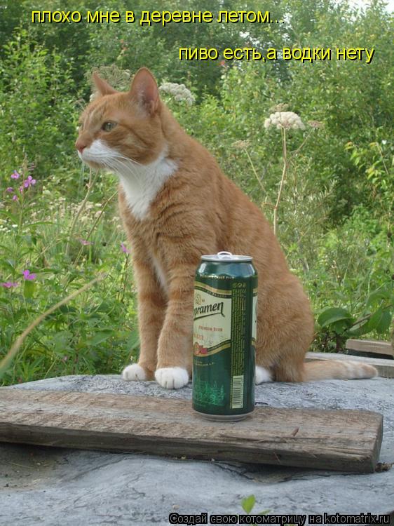 плохо мне в деревне летом... пиво есть,а водки нету... Котоматрица: плохо мне в деревне летом... пиво есть,а водки нету