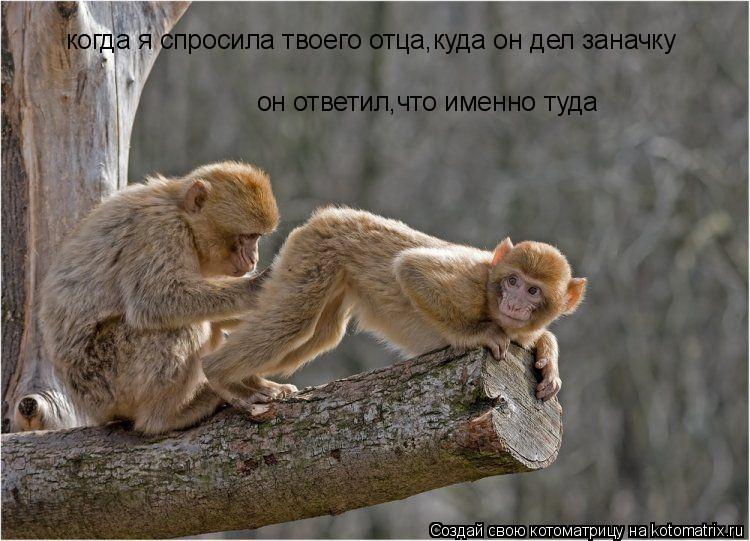 когда я спросила твоего отца,куда он дел заначку он ответил,что именно туда... Котоматрица: когда я спросила твоего отца,куда он дел заначку он ответил,что именно туда