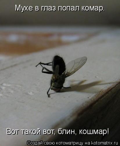 Котоматрица: Мухе в глаз попал комар. Вот такой вот, блин, кошмар!