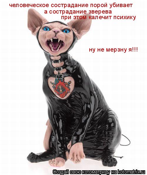 Котоматрица: человеческое сострадание порой убивает а сострадание зверева ну не мерзну я!!! при этом калечит психику