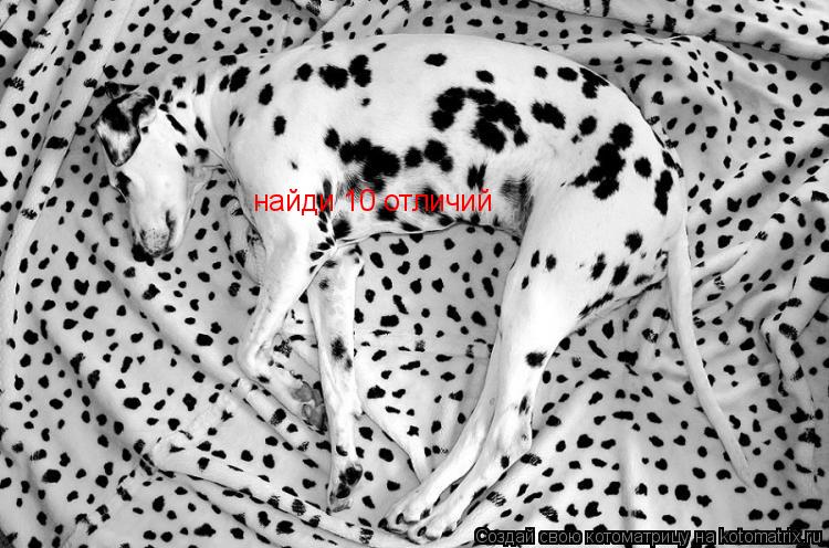 Котоматрица: найди 10 отличий