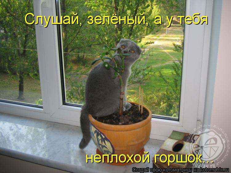Котоматрица: Слушай, зелёный, а у тебя  неплохой горшок...