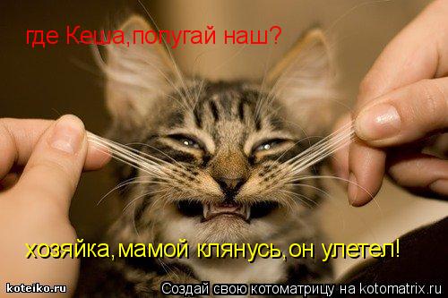 Котоматрица: где Кеша,попугай наш? хозяйка,мамой клянусь,он улетел!