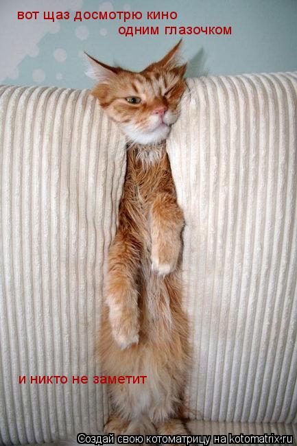 Котоматрица: вот щаз досмотрю кино одним глазочком и никто не заметит